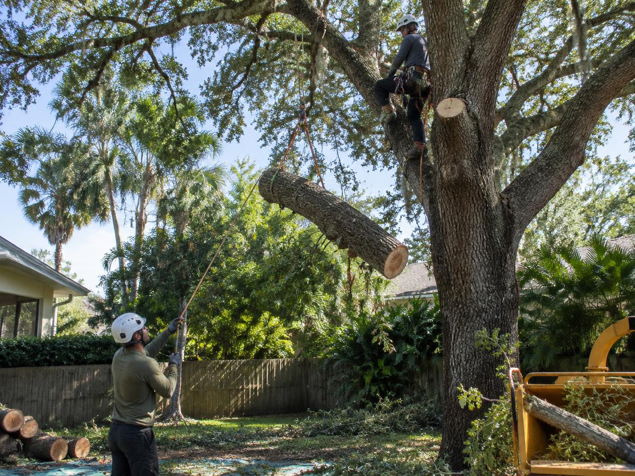 Rigging a large oak
