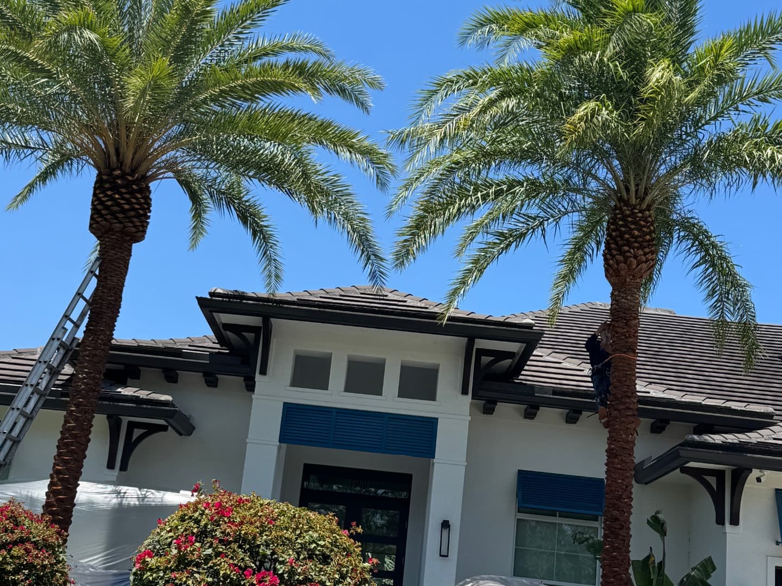 Palm pruning