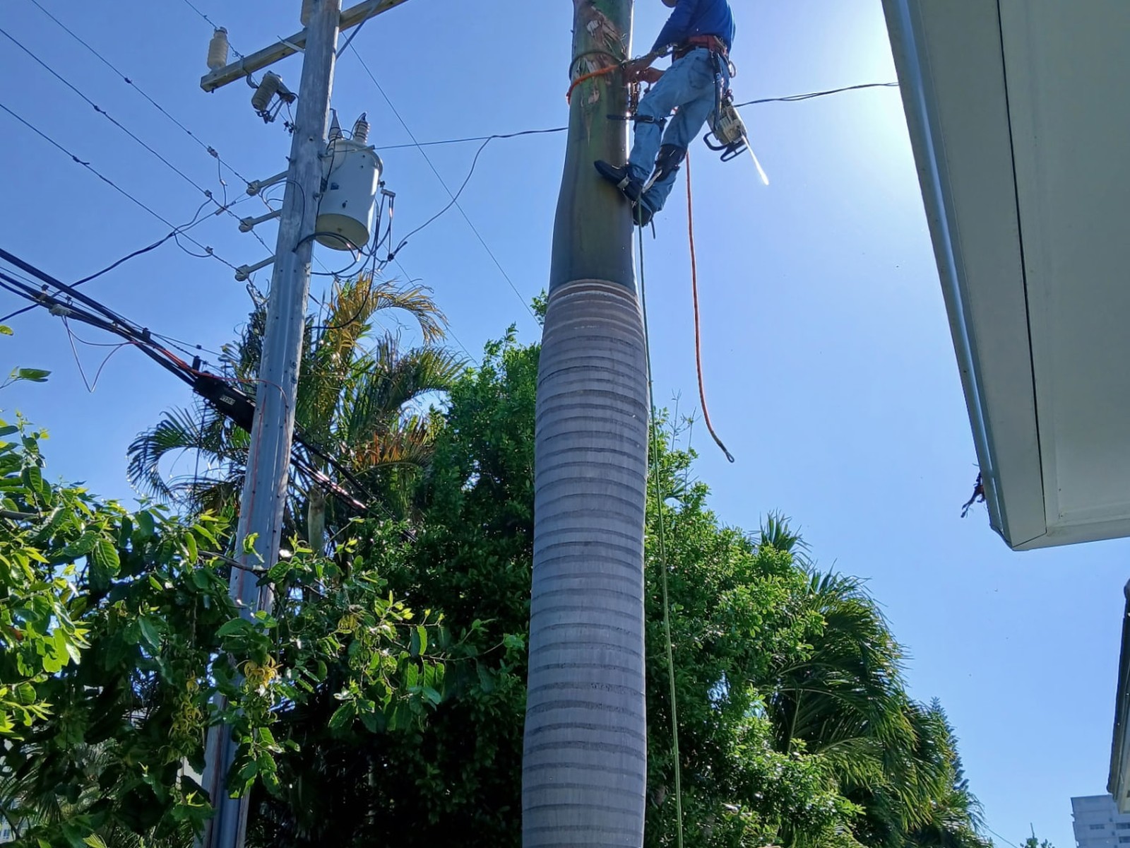 Palm removal