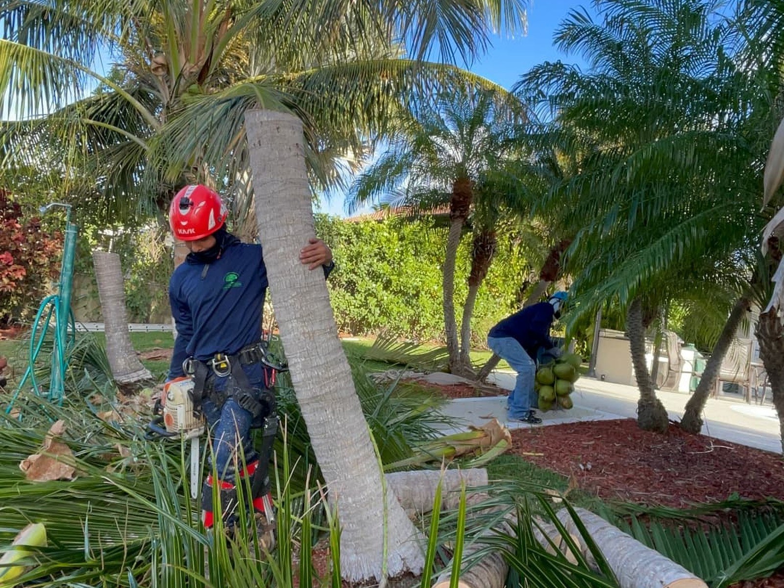 Palm removal