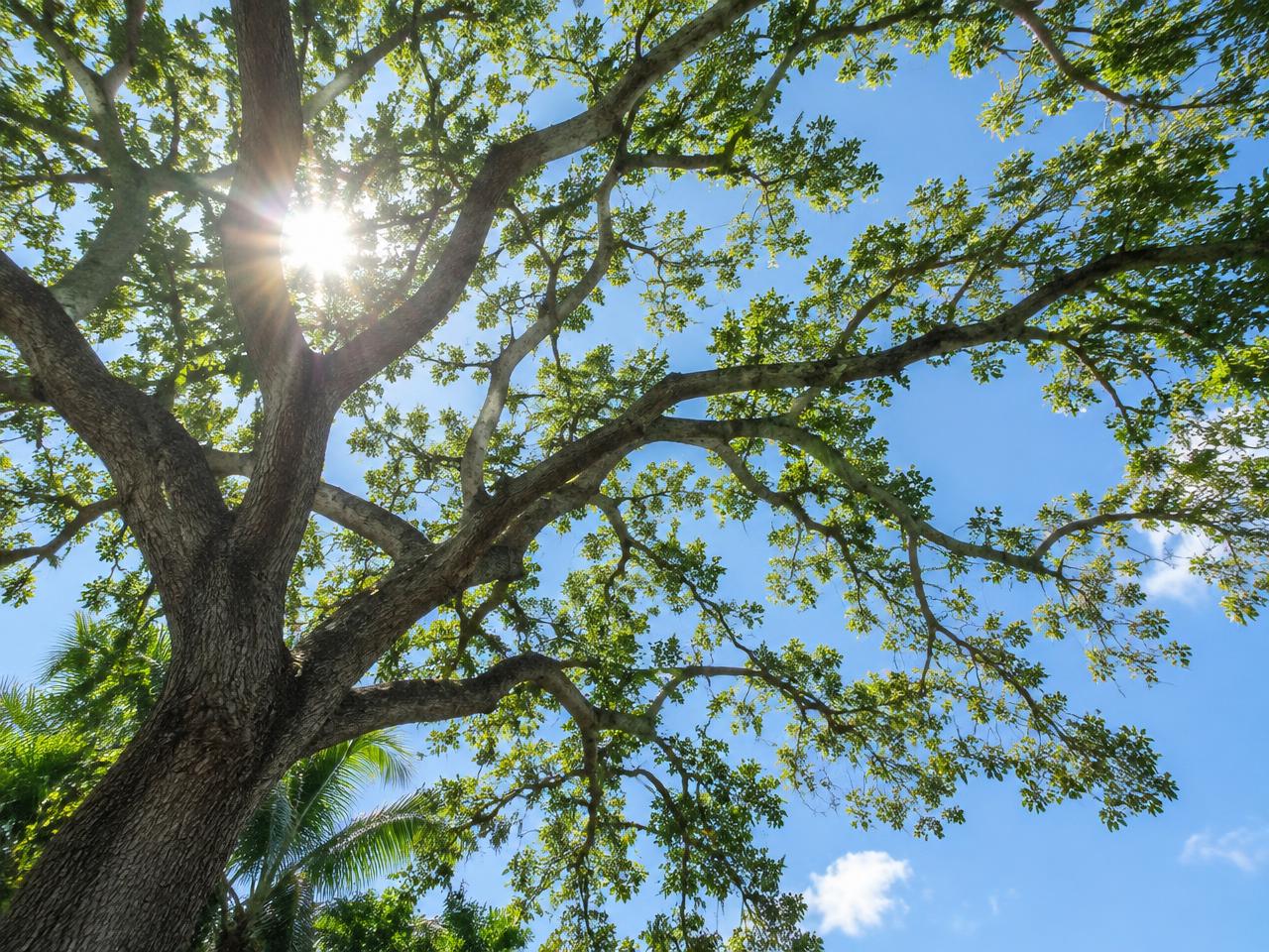 Tree Thinning